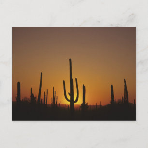 Jätte saguaro kaktus Cereus giganteus), 2 Vykort