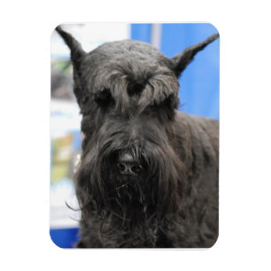Jätte- Schnauzer Magnet