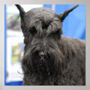 Jätte- Schnauzeraffisch Poster