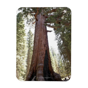 Jätte- Sequoia i den Mariposa dungen i Yosemite Magnet