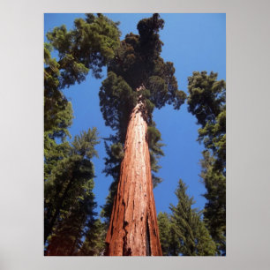 Jätte- Sequoia Poster