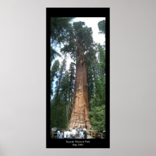 Jätte- Sequoia Poster