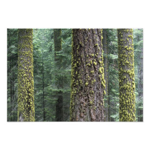 Jätte Sequoia träd i skogen, Sequoia och Fototryck