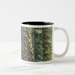 Jätte Sequoia träd i skogen, Sequoia och Två-Tonad Mugg