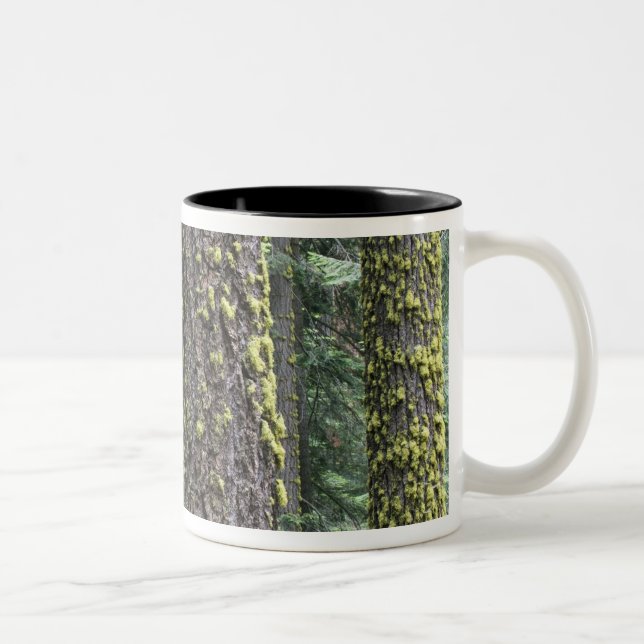 Jätte Sequoia träd i skogen, Sequoia och Två-Tonad Mugg (Höger)