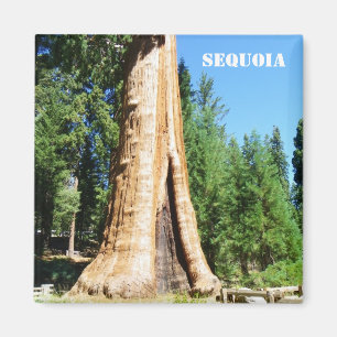 Jätte- Sequoiamagnet! Magnet