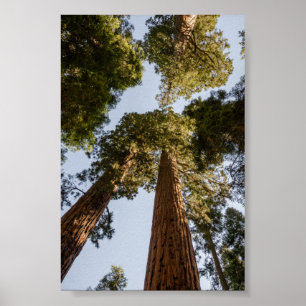 Jätte- Sequoias i Sequoianationalpark Poster