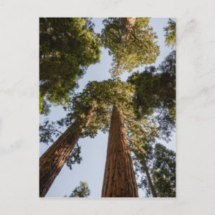 Jätte- Sequoias i Sequoianationalpark Vykort