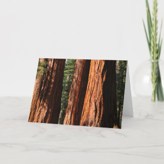 Jätte- Sequoias Kort