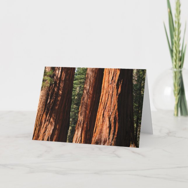 Jätte- Sequoias Kort (Framsida)