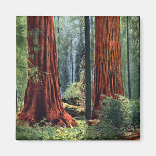 Jätte- Sequoiastammar Magnet