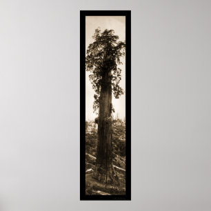 Jätte- Sequoiaunderfoto 1915 Poster