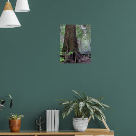 Jätte skog barrträd fotografisk poster