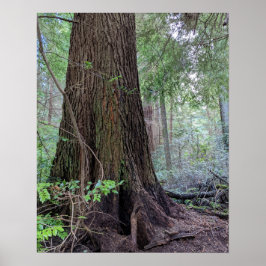 Jätte skog barrträd fotografisk poster