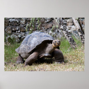 Jätte Sköldpadda   Galapagos Poster