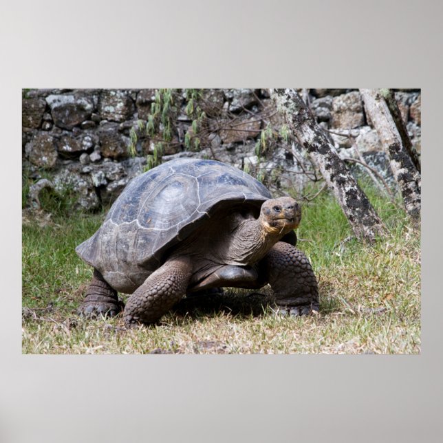 Jätte Sköldpadda | Galapagos Poster (Framsidan)