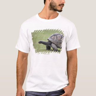 Jätte- sköldpadda i gräs t shirt
