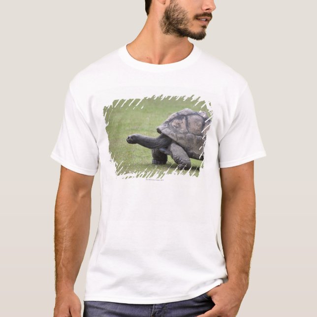 Jätte- sköldpadda i gräs t shirt (Framsida)