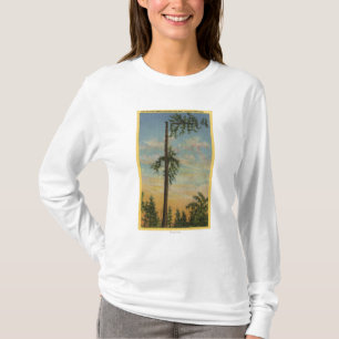 Jätte- Spruce för toppning för 200 ft. Segla Tee