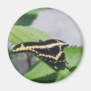 Jätte- Swallowtail fjäril - magnet