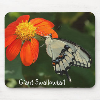 Jätte- Swallowtail mousepad Musmatta