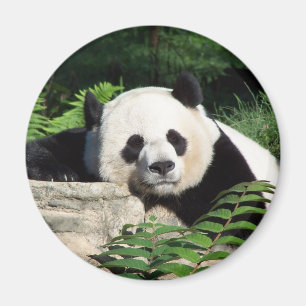 Jätte- ta sig en tupplur för Panda Magnet