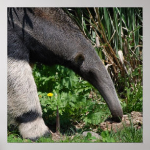 Jätte- tryck för Anteaterfotoaffisch