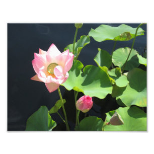 Jätte- tryck för lotusblommablommafoto