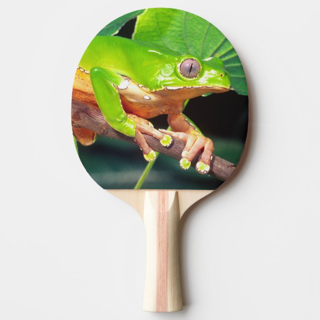 Jätte Tvåfärgad Apa Trädgroda, Phyllomedusa Pingisracket (Framsidan)