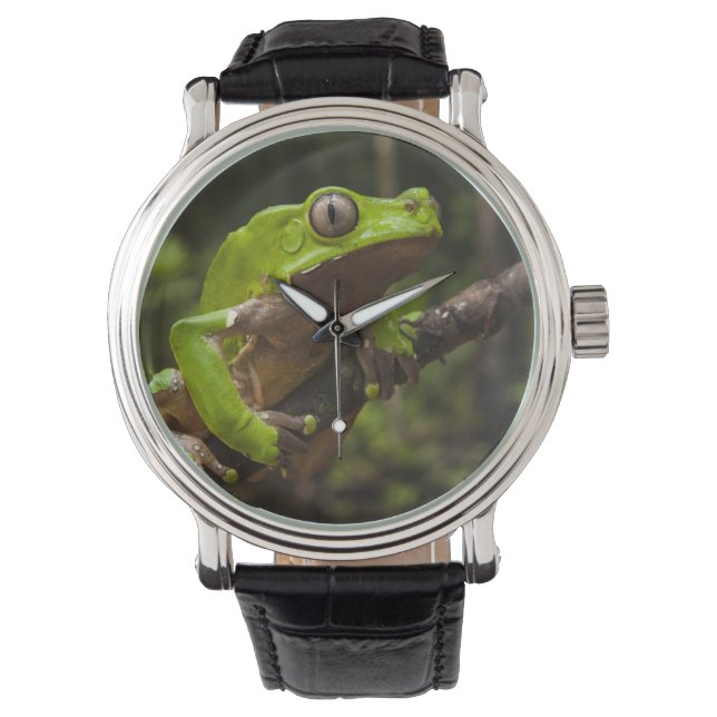 Jättebladfrosk Phyllomedusa bicolor) Armbandsur (Framsida)
