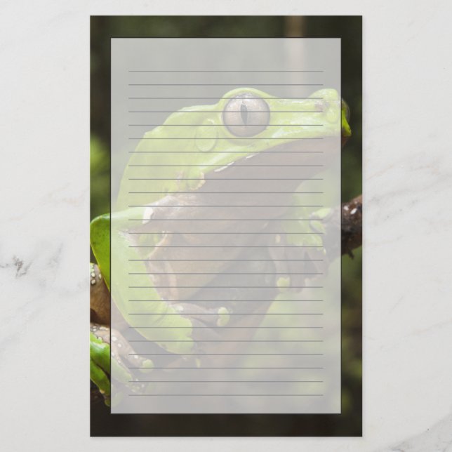 Jättebladfrosk Phyllomedusa bicolor) Brevpapper (Framsida)
