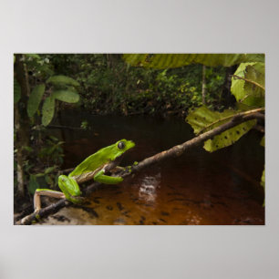 Jättebladgroda (Phyllomedusa bicolor) 2 Poster