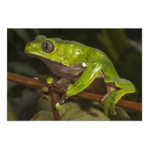 Jättebladgroda (Phyllomedusa bicolor) 3 Fototryck