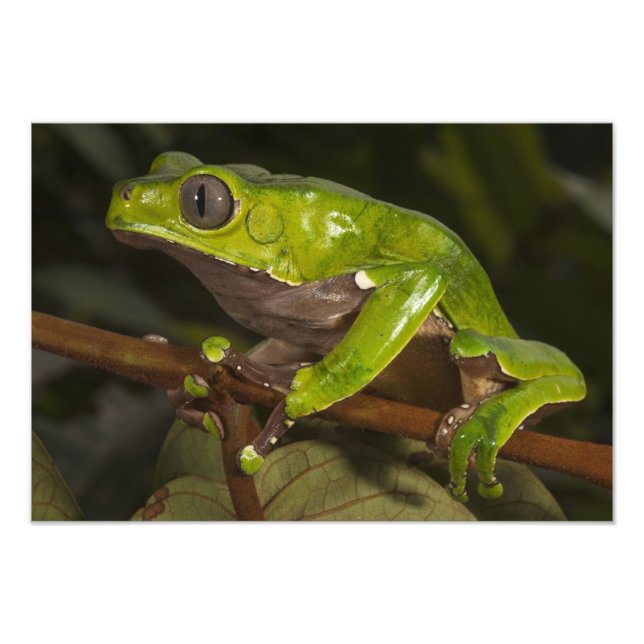 Jättebladgroda (Phyllomedusa bicolor) 3 Fototryck (Framsidan)
