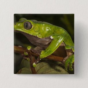 Jättebladgroda Phyllomedusa bicolor) 3 Knapp