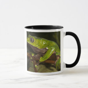 Jättebladgroda Phyllomedusa bicolor) 3 Mugg