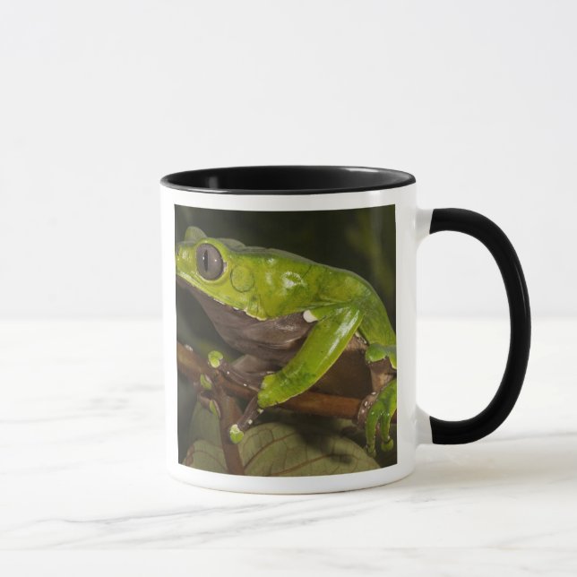 Jättebladgroda Phyllomedusa bicolor) 3 Mugg (Höger)