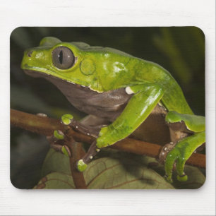 Jättebladgroda Phyllomedusa bicolor) 3 Musmatta