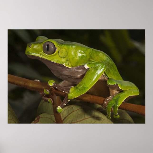 Jättebladgroda (Phyllomedusa bicolor) 3 Poster (Framsidan)
