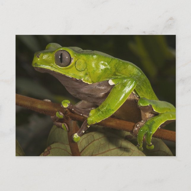 Jättebladgroda Phyllomedusa bicolor) 3 Vykort (Framsida)