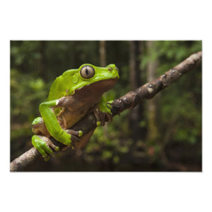Jättebladgroda Phyllomedusa bicolor) Fototryck