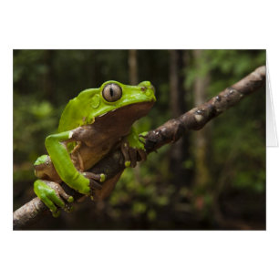 Jättebladgroda Phyllomedusa bicolor) Hälsningskort