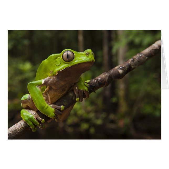 Jättebladgroda Phyllomedusa bicolor) Hälsningskort (Framsidan Horizontal)