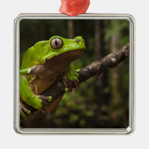 Jättebladgroda Phyllomedusa bicolor) Julgransprydnad Metall