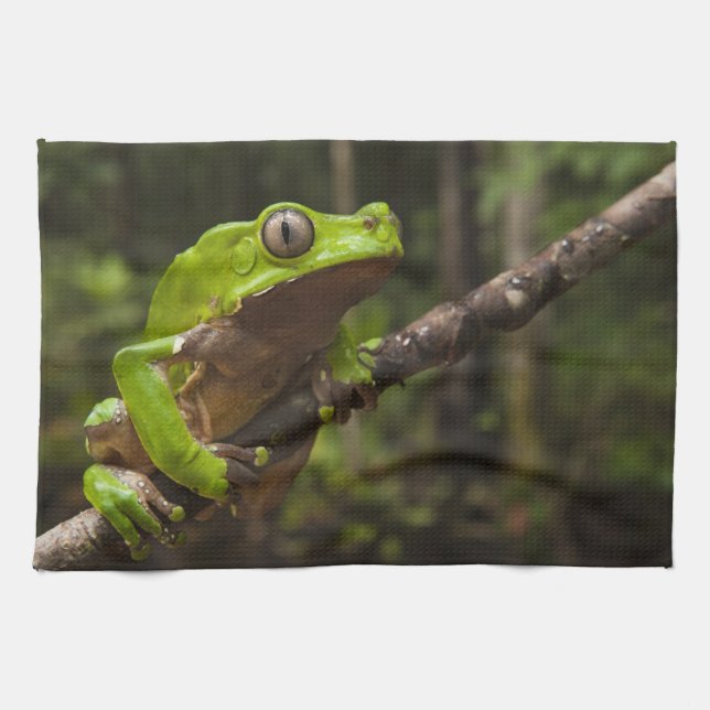 Jättebladgroda Phyllomedusa bicolor) Kökshandduk (Horisontell)