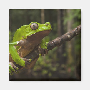 Jättebladgroda (Phyllomedusa bicolor) Magnet
