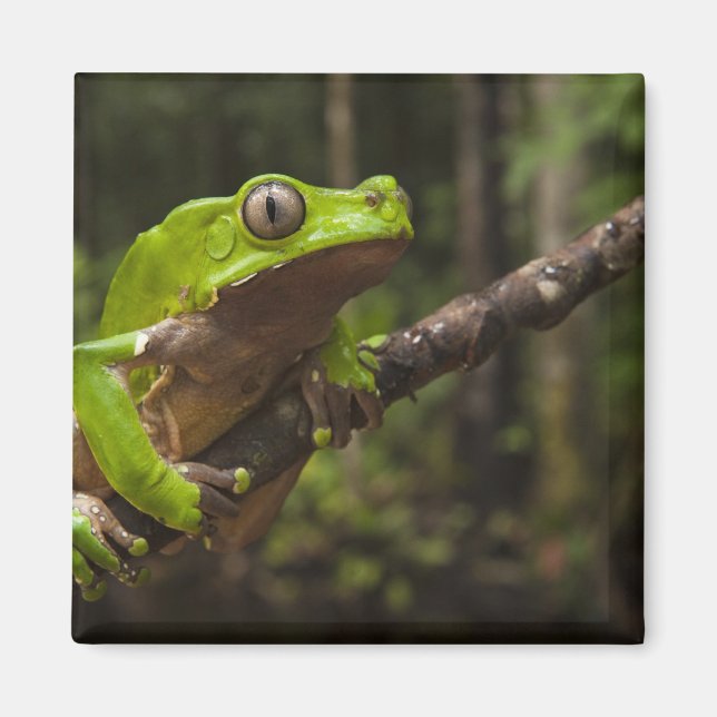 Jättebladgroda (Phyllomedusa bicolor) Magnet (Framsidan)