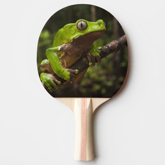 Jättebladgroda Phyllomedusa bicolor) Pingisracket (Framsidan)