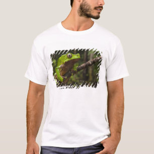Jättebladgroda (Phyllomedusa bicolor) Tee