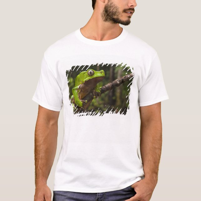 Jättebladgroda (Phyllomedusa bicolor) Tee (Framsida)